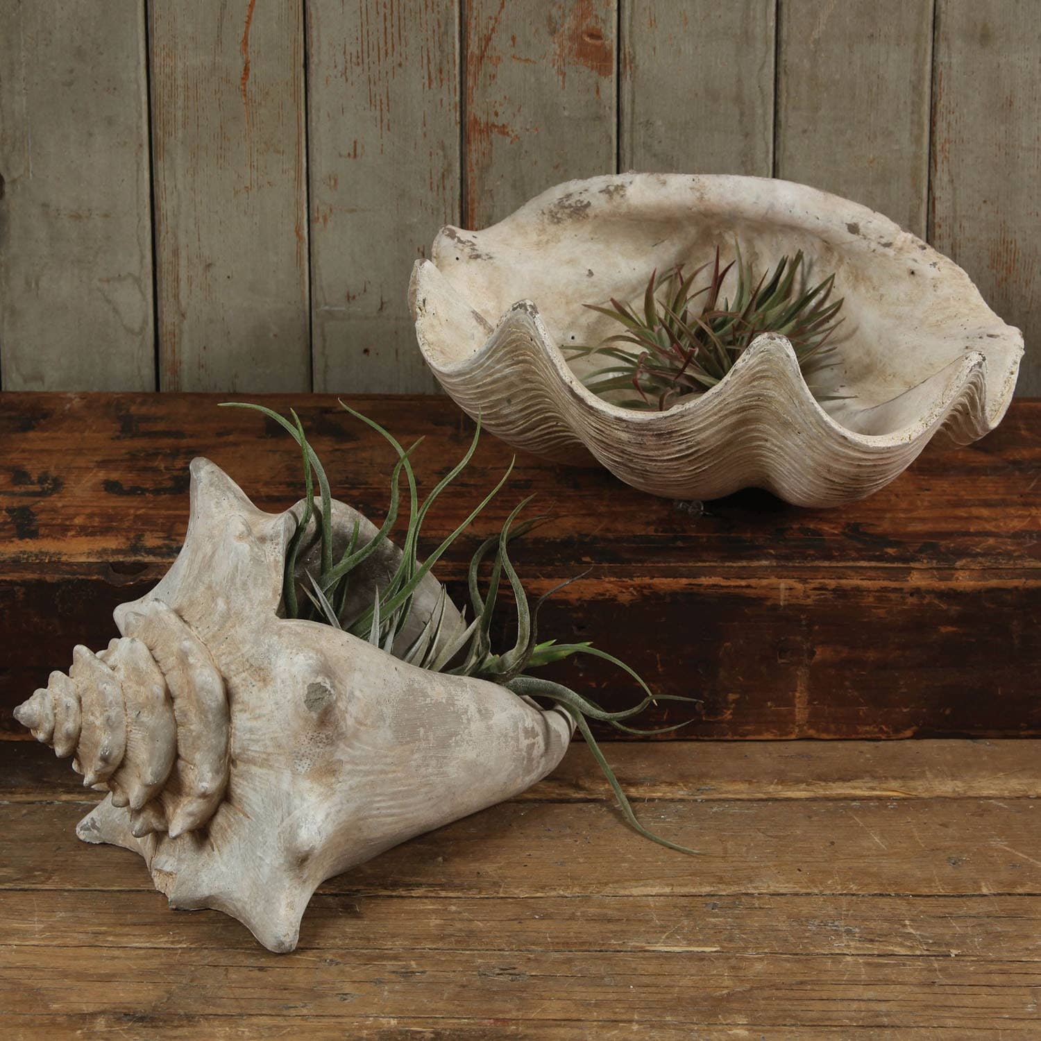 Cement Cast Clam Shell
