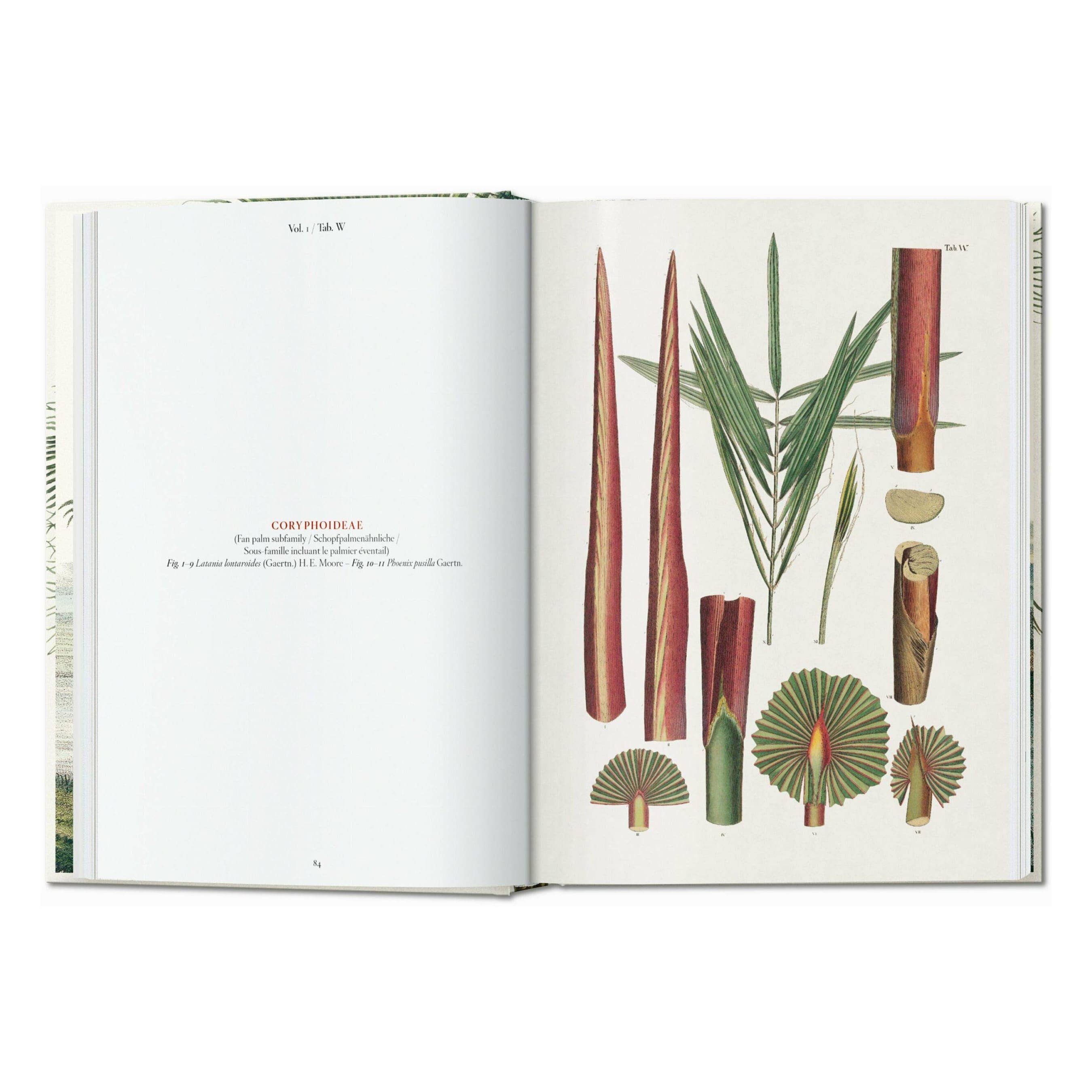 The Book of Palms