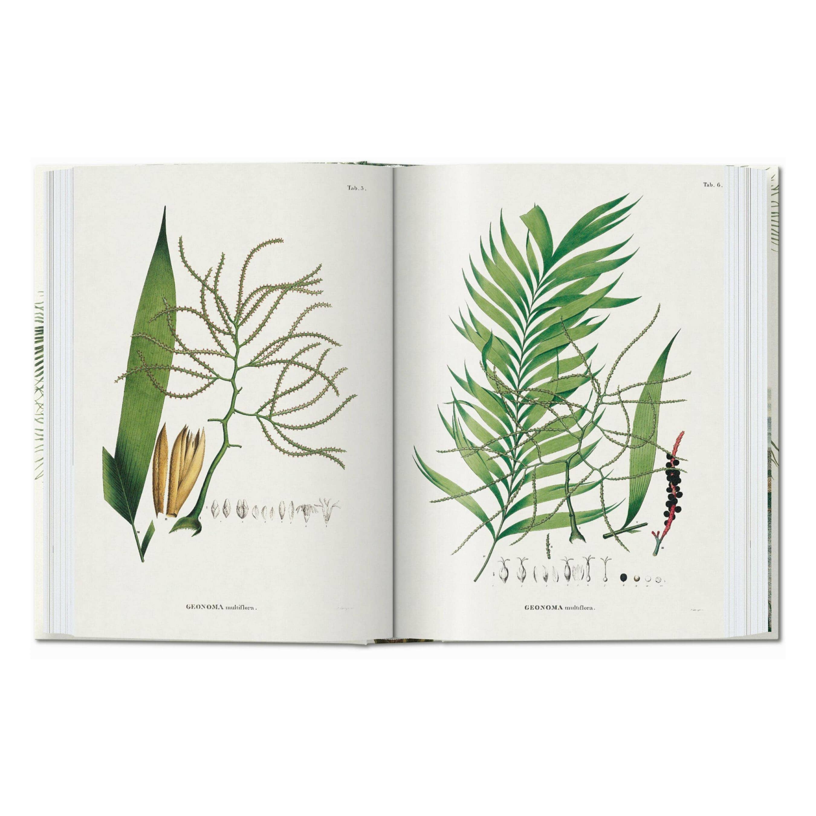 The Book of Palms