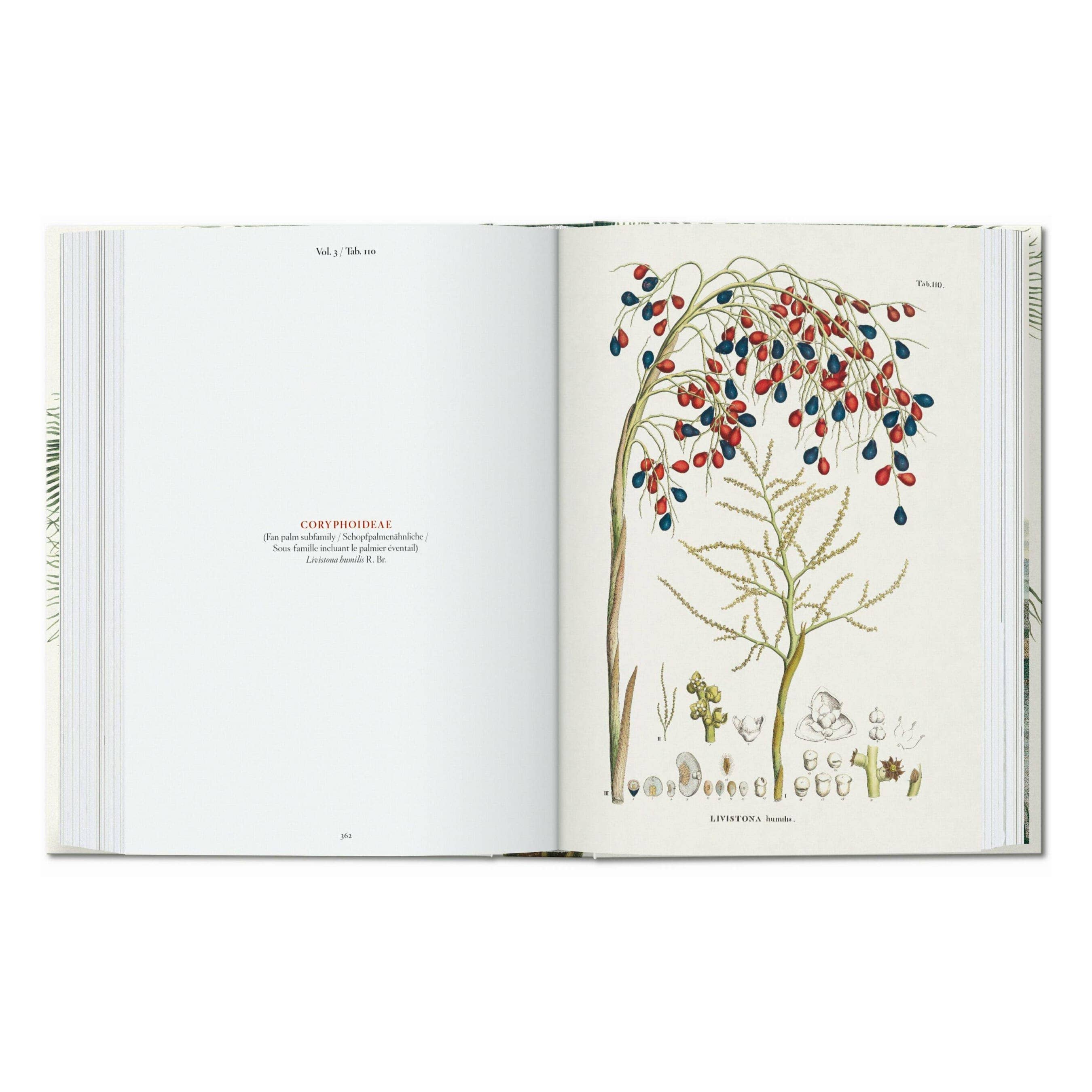 The Book of Palms