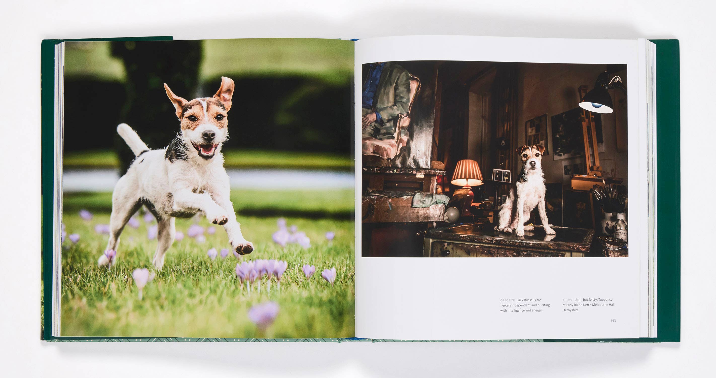 Country Life's Book Of Dogs