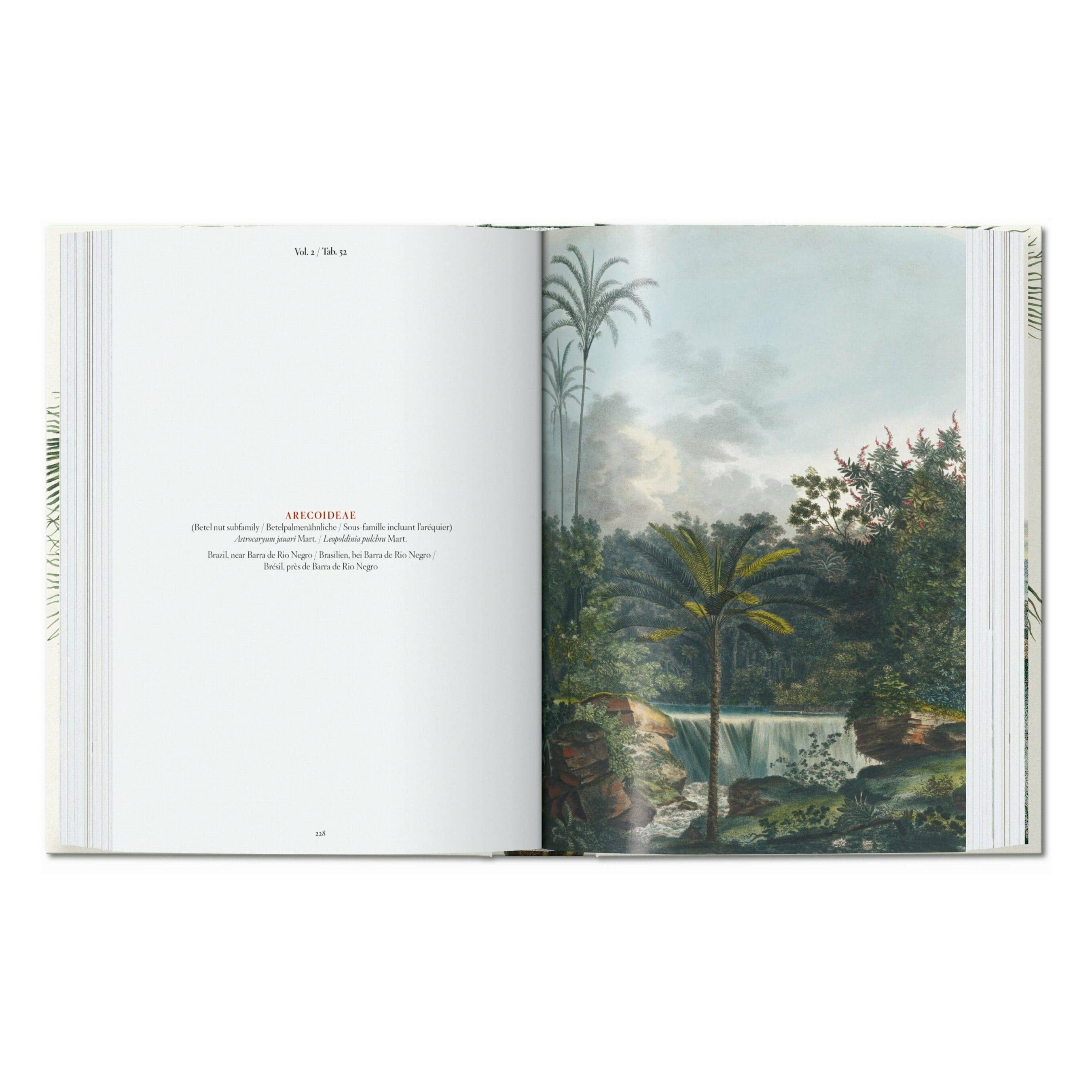 The Book of Palms