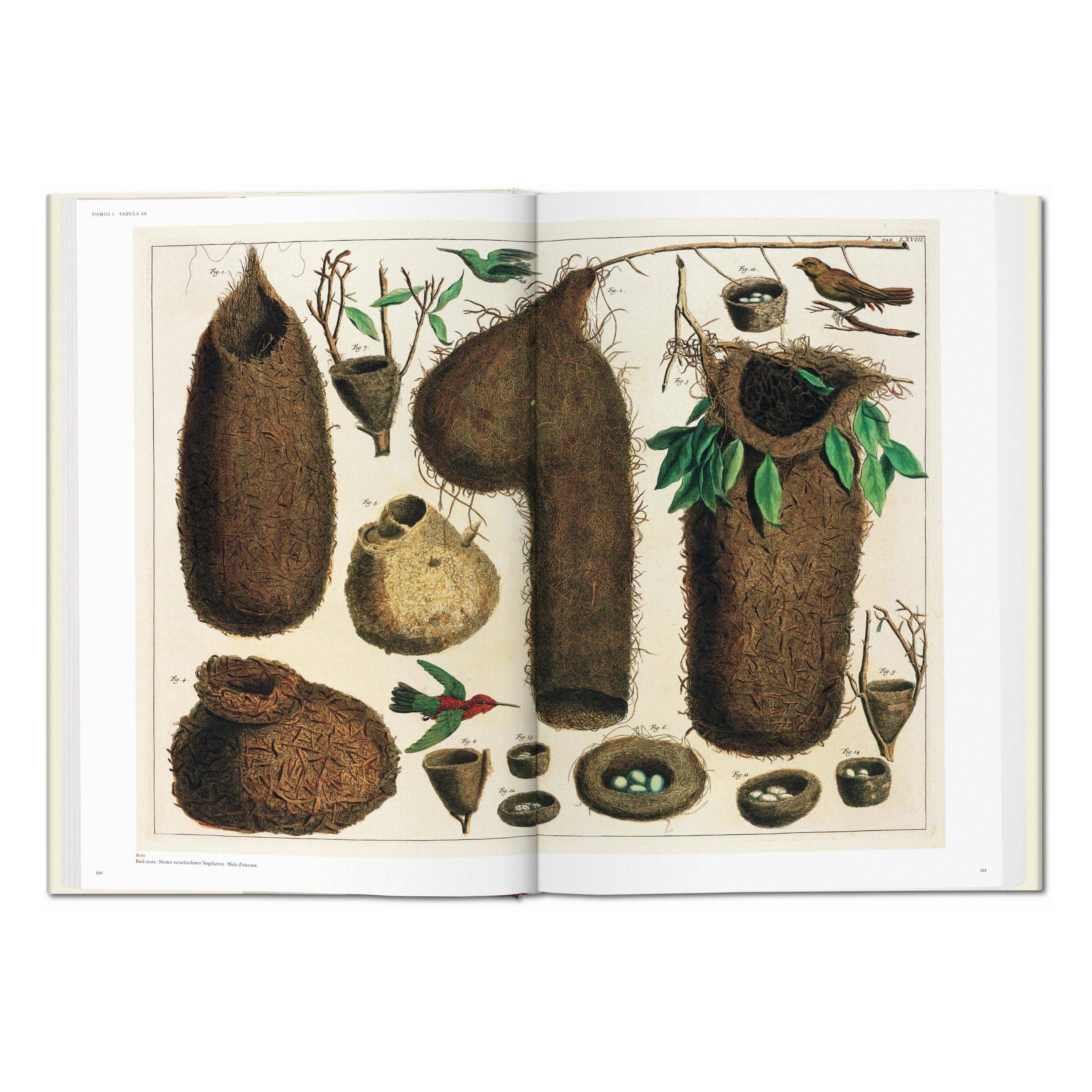 Cabinet of Natural Curiosities
